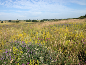 Wildflower patch at Hillesden