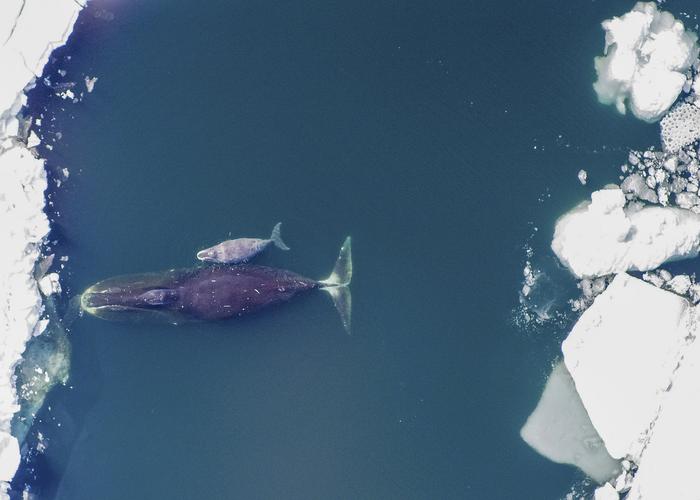 Bowhead whale and calf