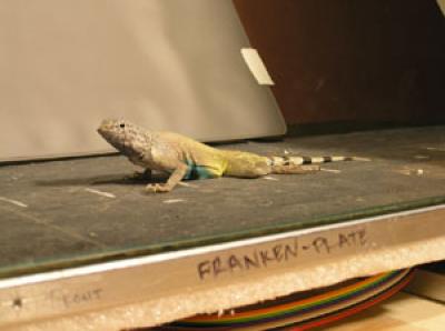 Lizard on Force Plate