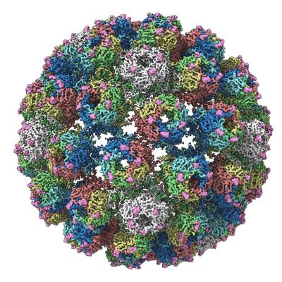 The Structure of the BK Polyomavirus
