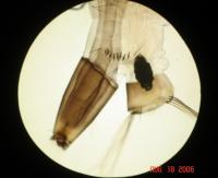 <I>Aedes aegypti</I> Mosquito Larva