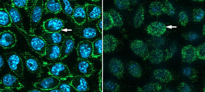 ACE2 proteins expressed on mouse cells