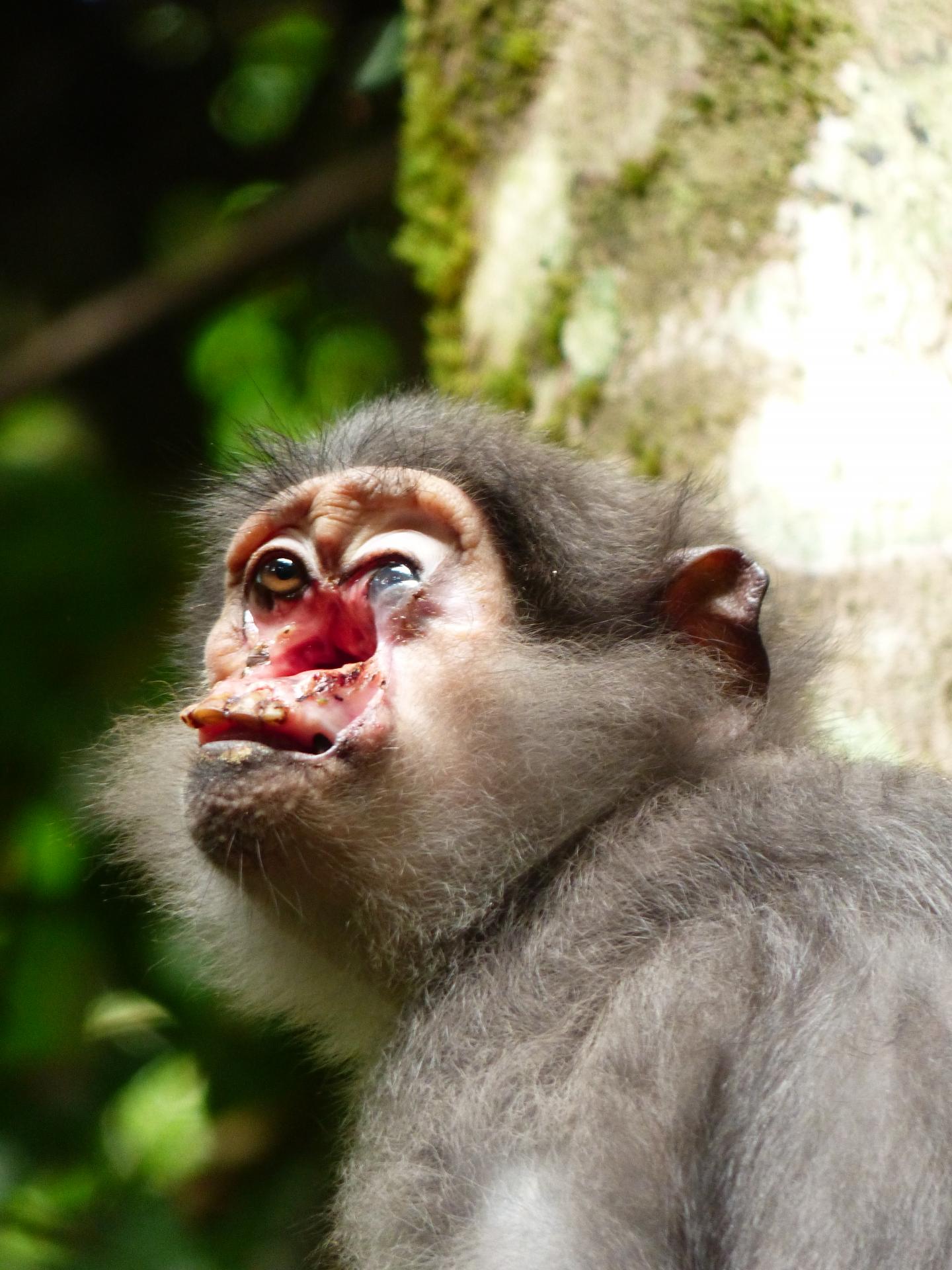 Sooty Mangabey with Treponema Pallidum Pertenue Infection