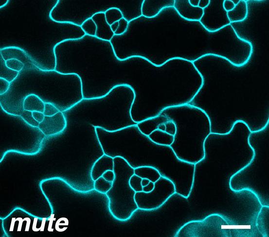 Without MUTE, Plants Don't Develop Stomata