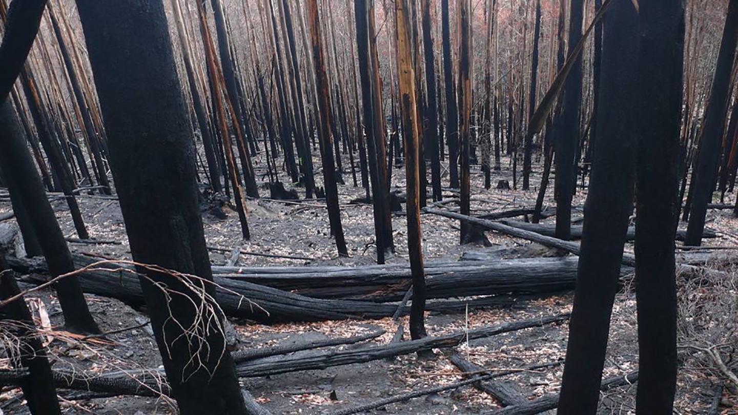 Young Logged and Later Regenerated Forest