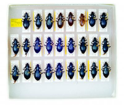 A Tray of <i>Nebria turmaduodecima</i> Beetles