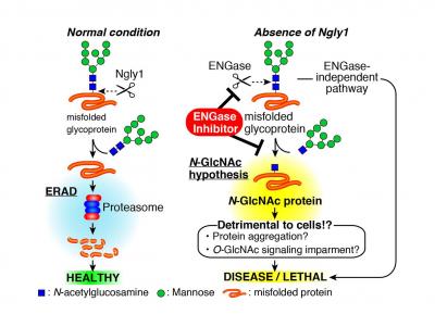 N-GlcNAc Hypothesis