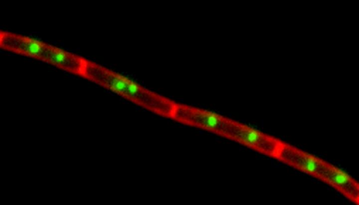 <em>Bacillus subtilis</em>