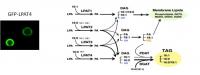 Model of De Novo Lipid Biosynthetic Pathway