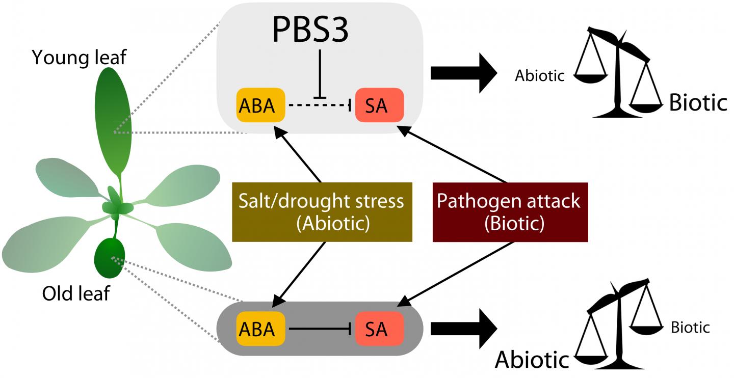 Plant Performance During Combined Stresses is Dependent on Balanced Leaf Age-Dependent Crosstalk