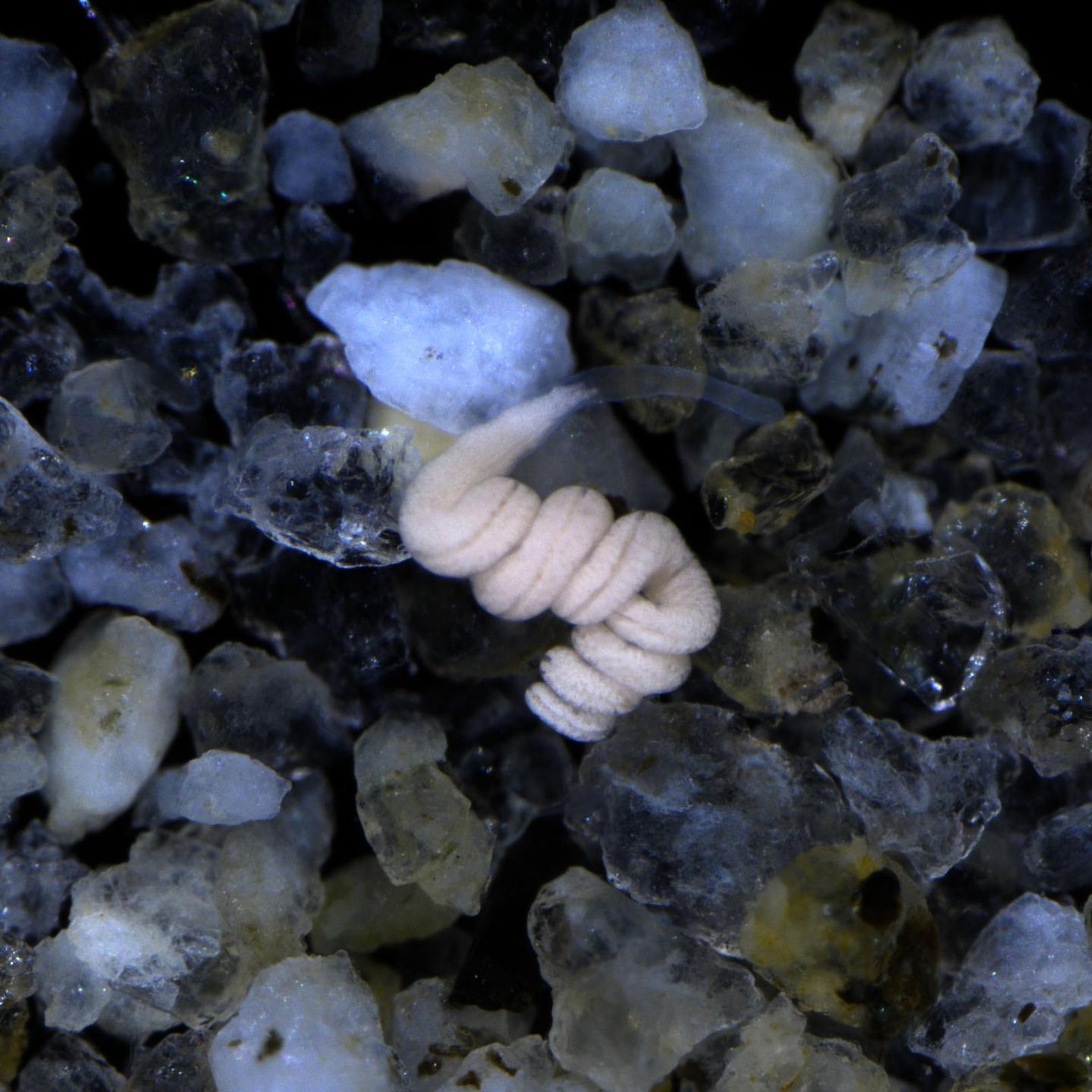 The white coloration of a marine Paracatenula flatworm shows the massive energy and carbon storage by its Riegeria endosymbionts