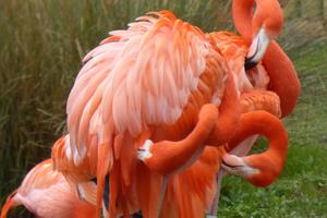 Caribbean flamingo preening.