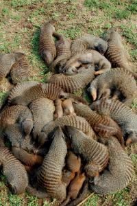 Mongoose Family (2 of 3)