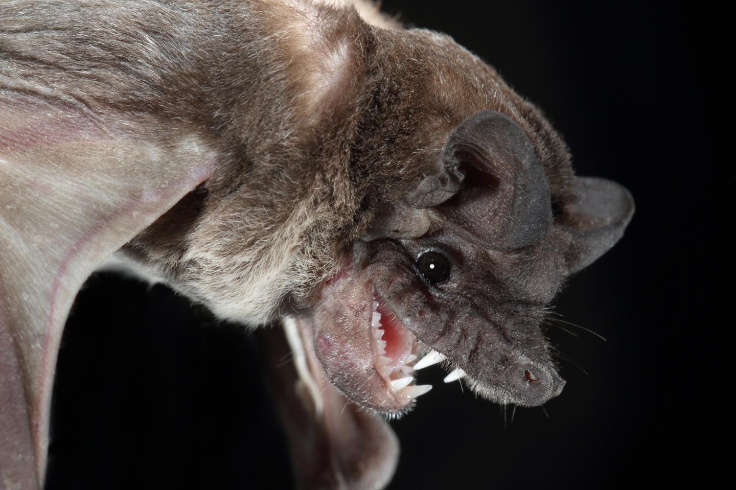 An Angolan Free-Tailed Bat, <em>Mops condylurus</em>