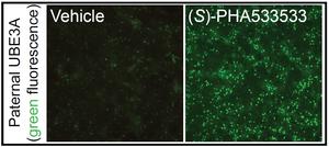 (S)-PHA533533 Turns On the Paternal Gene Copy of UBE3A