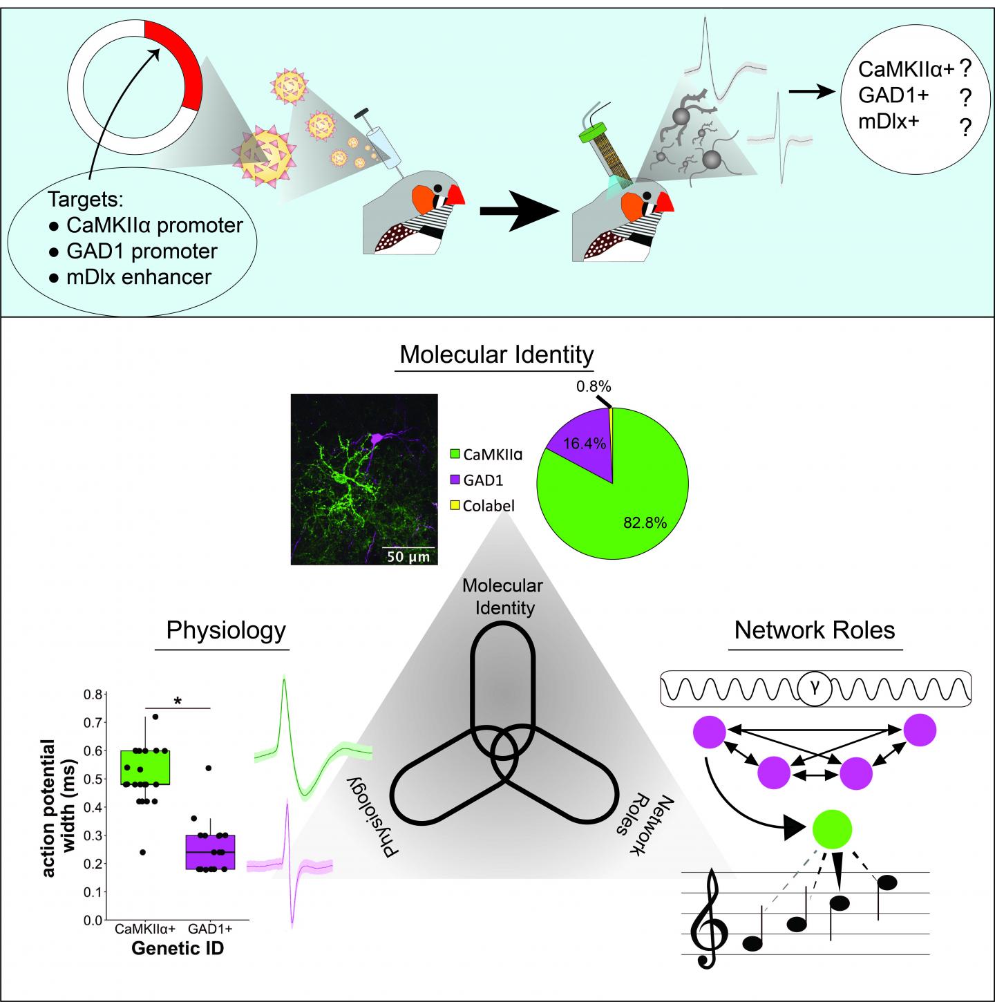 Targeting the Songbird Brain