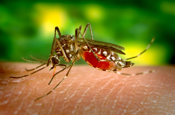 The yellow fever mosquito Aedes aegypti