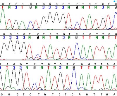 Nucleotide Differences