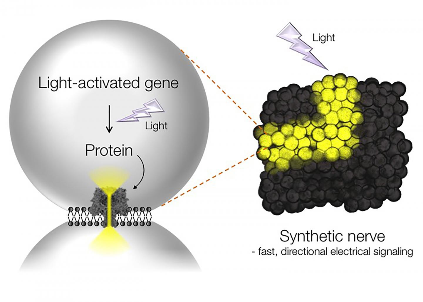 Свет синтез. Gene под. Synthetical Science. Gene Light. ВОПО ген под.