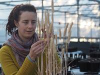 Researcher Examines Wheat in Greenhouse