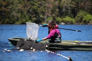 Collecting brook trout