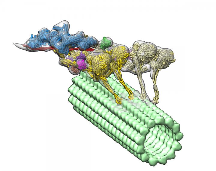 Dynein-Dynactin Complex