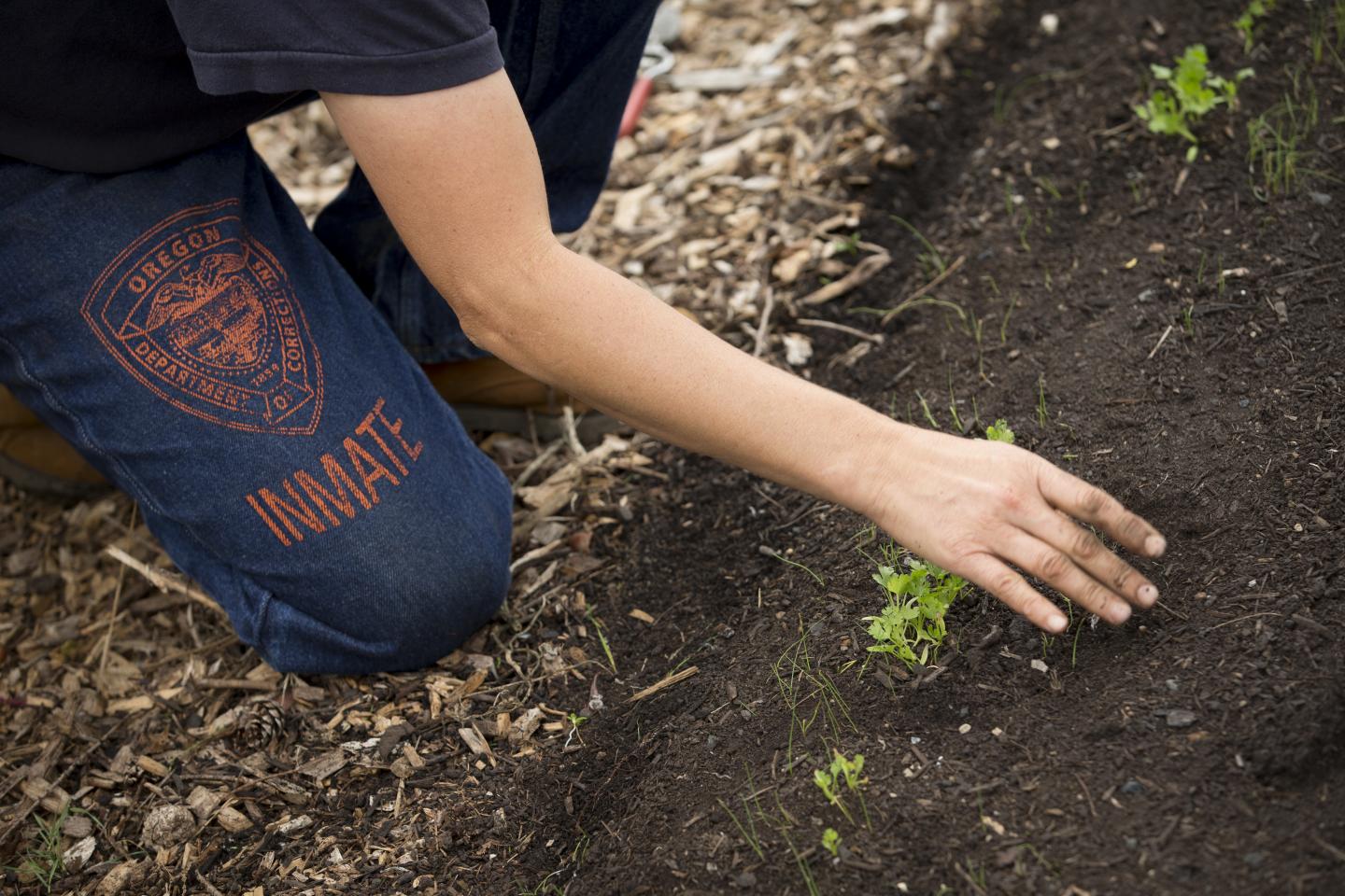 Inmate Tending Plants