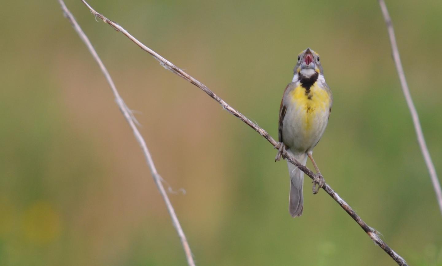 Bird Singing