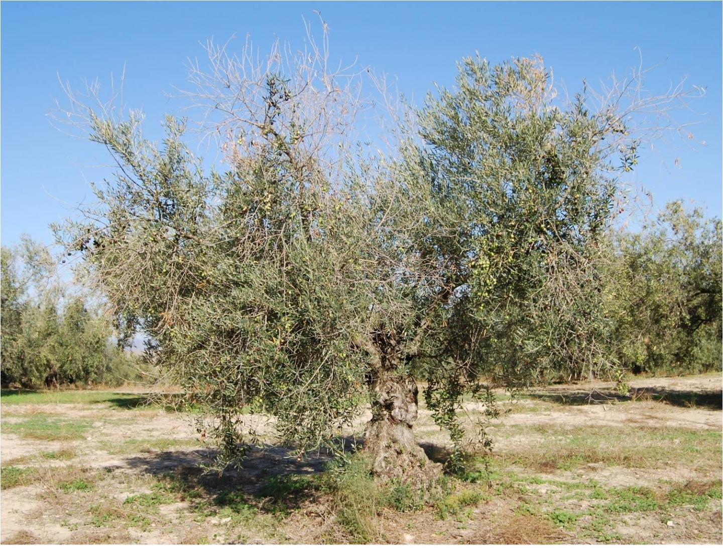 Olive Groves with Antrachnosis
