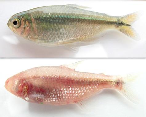 Cave-Dwelling Fish Could Provide Clues to Staying Healthy with Diabetes