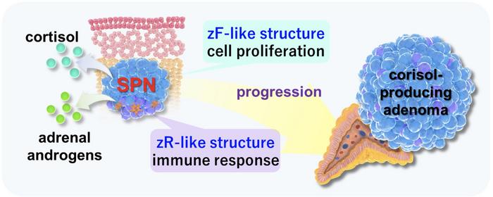 New Insights into How Tumors on Adrenal Glands Develop