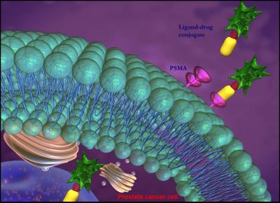 Transporter Molecules Target Cancer