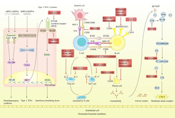 Molecular pathways and therapeutic targets involved in lupus nephritis (LN)