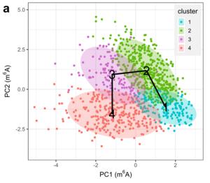 RNA modifications in individual cells better understood with new modelling