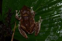 Mating Prometeo Rain Frogs