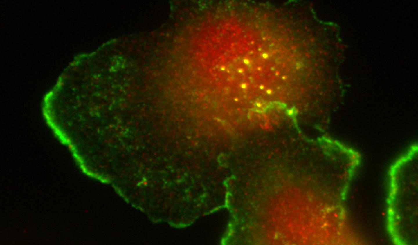Crucial Role of Breast Cancer Tumor Suppressor Revealed