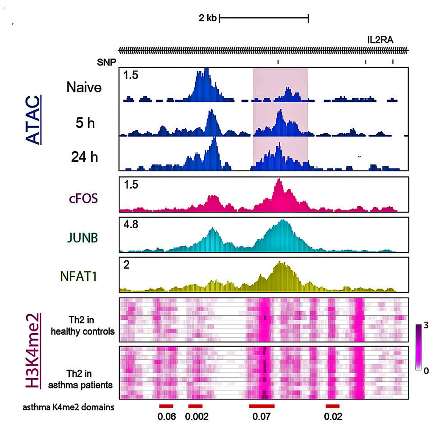 Immune Disease and Open Chromatin