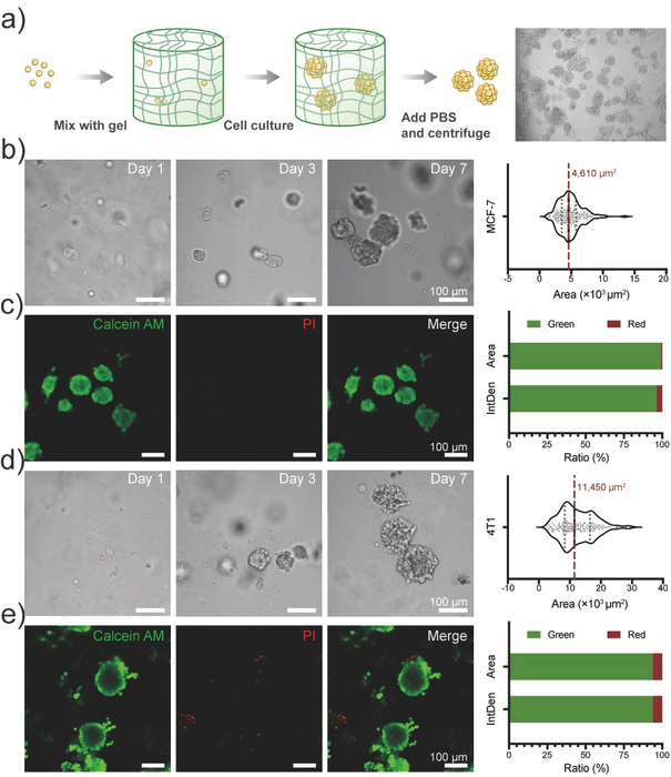 Schematic illustration and microscopic images of cell spheroids produced by SupraGel.