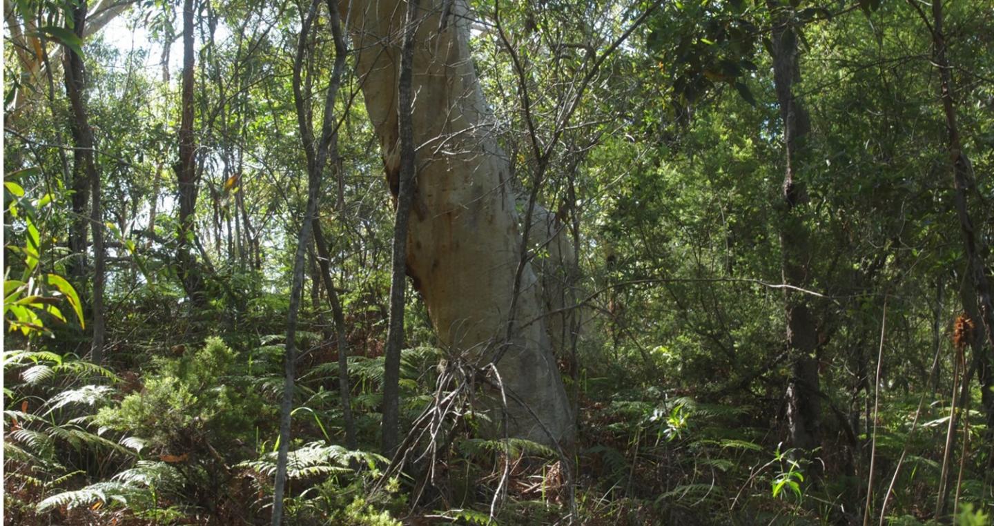 Plants Love Microbes -- and So Do Farmers