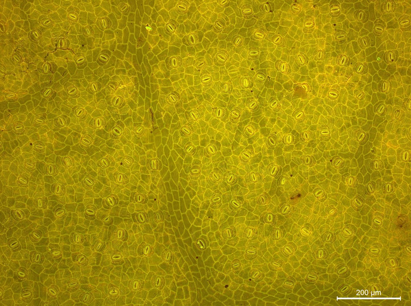 Leaf Pores Clue to Ancient Carbon Dioxide