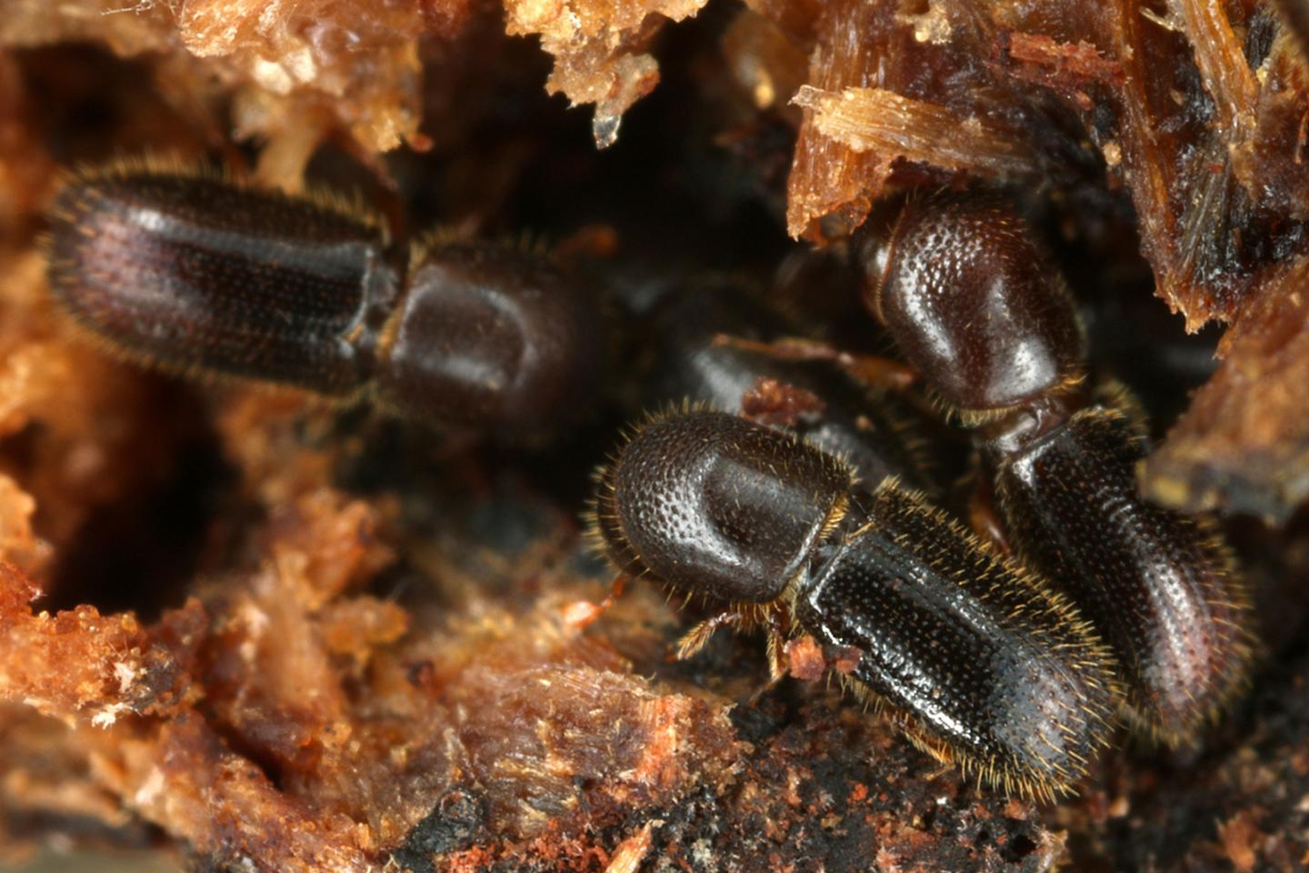 Three Female Ambrosia Beetles