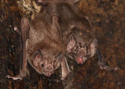 Two Vampire bats hanging in a hibernaculum