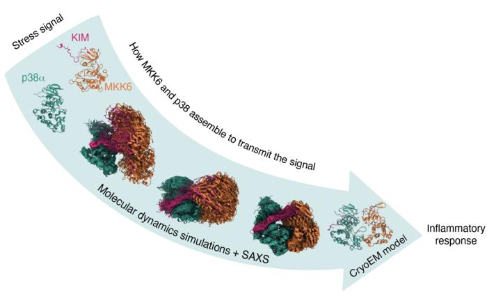 Graphical Abstract Kinase P38