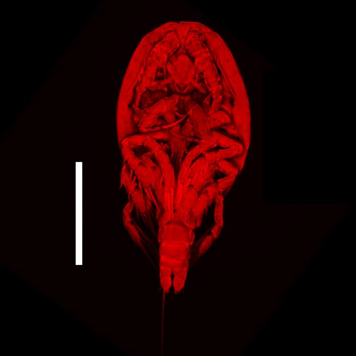 Image of <i>Stygiopontius Senokuchiae</i>, a New Species of Copepod