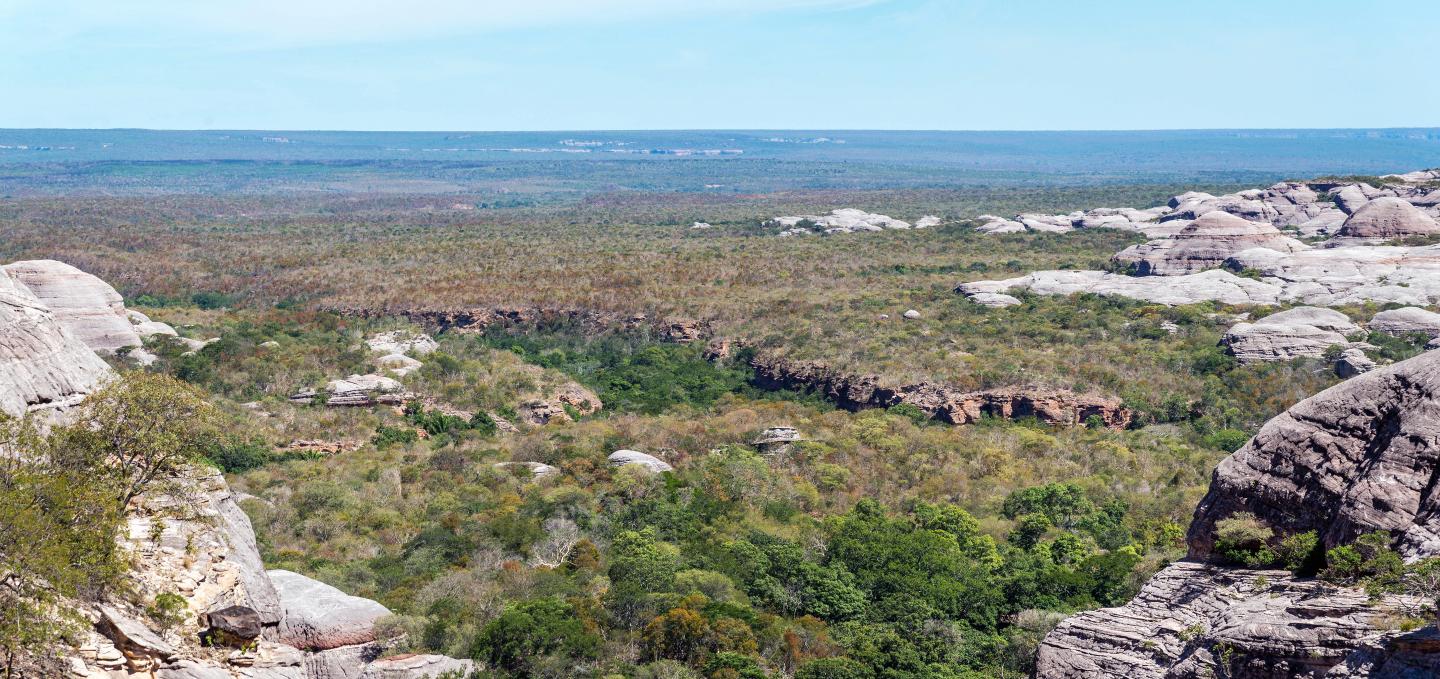 Seasonally Dry Forests