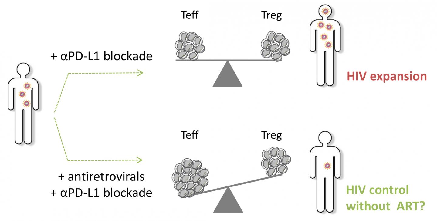 HIV Patients May Benefit from Combining Antiviral and Immunotherapy