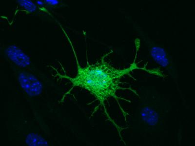 Mouse-Derived Dental Pulp Stem Cell