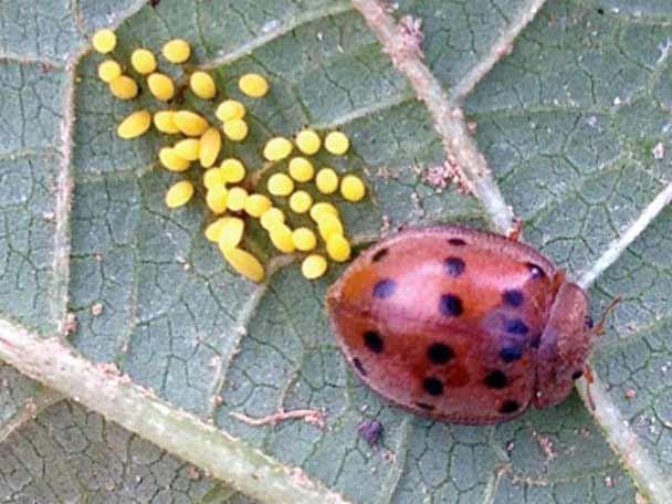 Mexican Bean Beetle, <I>Epilachna varivestis</I>