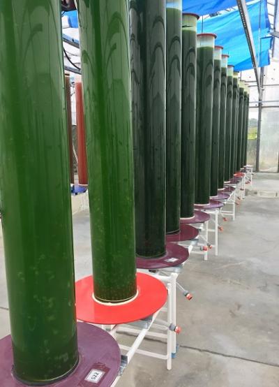 Unique Cycle of Processing Algae into Valuable Materials