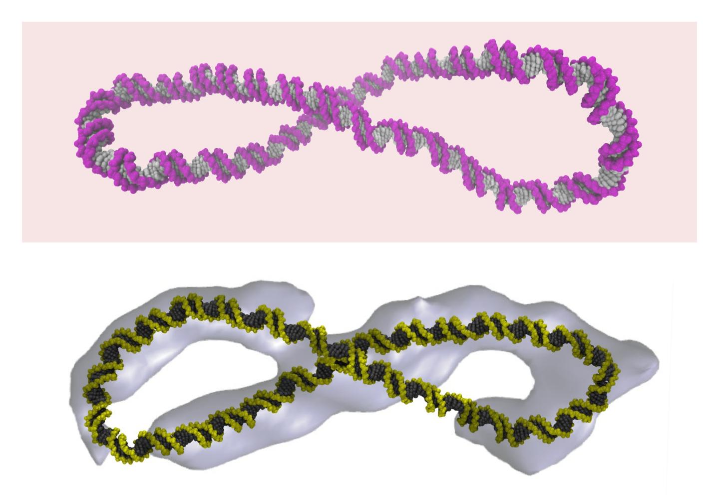 Structure of Supercoiled DNA ( [IMAGE] EurekAlert! Science News Releases